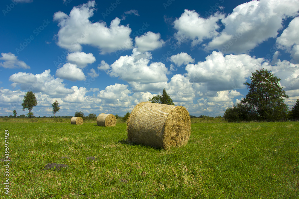 Bales of cut grass on a green meadow
