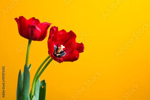 Red tulip and green leave on a yellow background closeup with space for your text