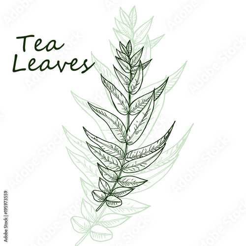 Organic green white black tea shop cup leaf, bean vector hand drawn template packaging cosmetic
