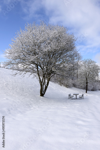 bench and tree covered with snow in countryside near Hausen, Germany © hal_pand_108