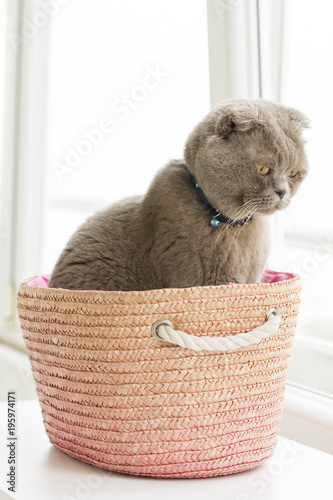 Sepet içinde scottish fold kedi photo