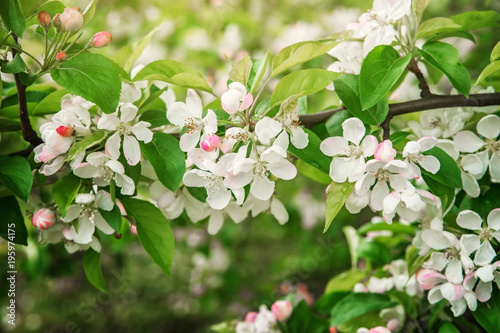 Blooming Apple tree in spring.