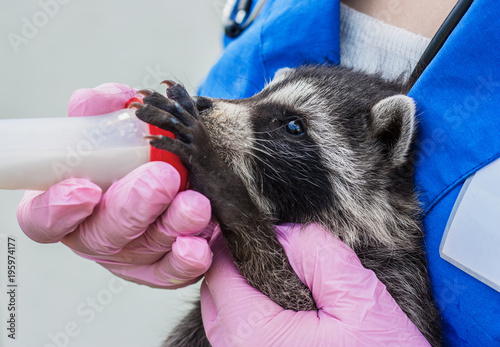 Canvas Print Veterinarian feeds a raccoon from a bottle