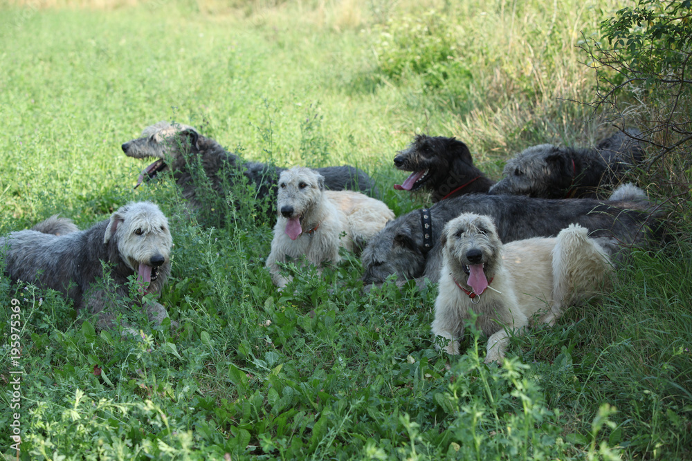 Irish wolfhounds resting together in shadow Irish wolfhounds resting together in shadow