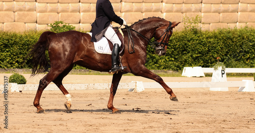 horse in dressage in different garden.