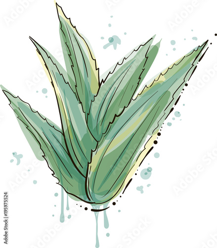 Aloe vera vectorl with watercolor effect