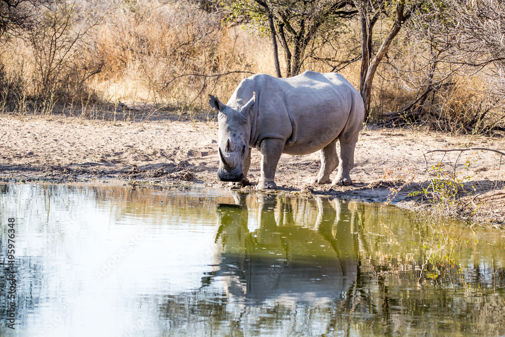 Fototapeta premium Rhino
