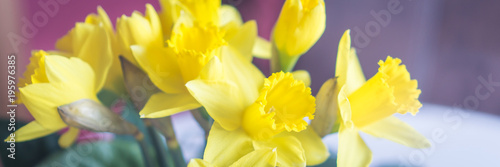 Photos yellow narcissus flower bouquet, banner