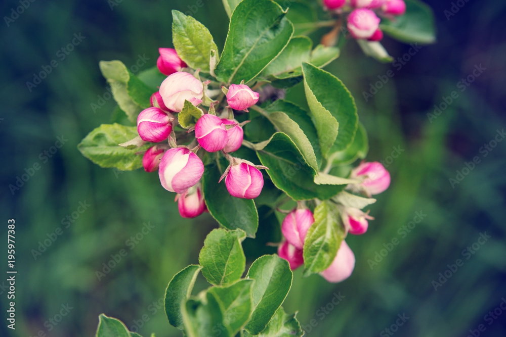 Obraz premium Buds of flowers on a branch in the spring, Apple tree.