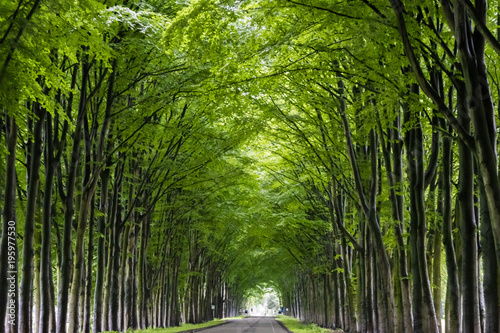 Fototapeta Naklejka Na Ścianę i Meble -  Tunnel of trees. Trees grow along the road, forming a lively green tunnel. Green trees grow in the form of arches. Green arches of trees. High trees grow along the road. Gelderland, Holland.