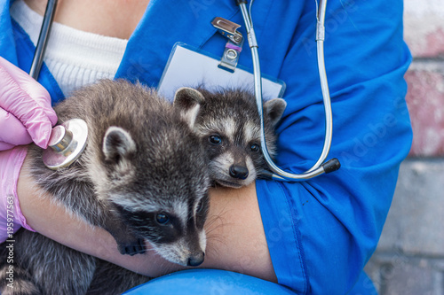 Photography Vet examines raccoon stethoscope 1