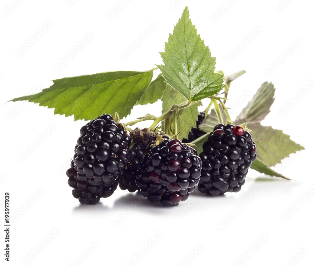 Fresh branch of blueberries with green leaves Fresh branch of blueberries with green leaves