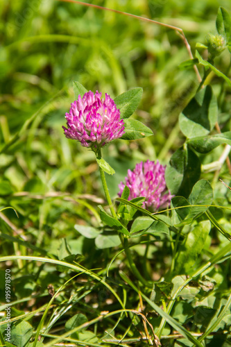 blooming red clover Trifolium pratense and green grass close-up. Pink clover flowers in spring, shallow depth of field.