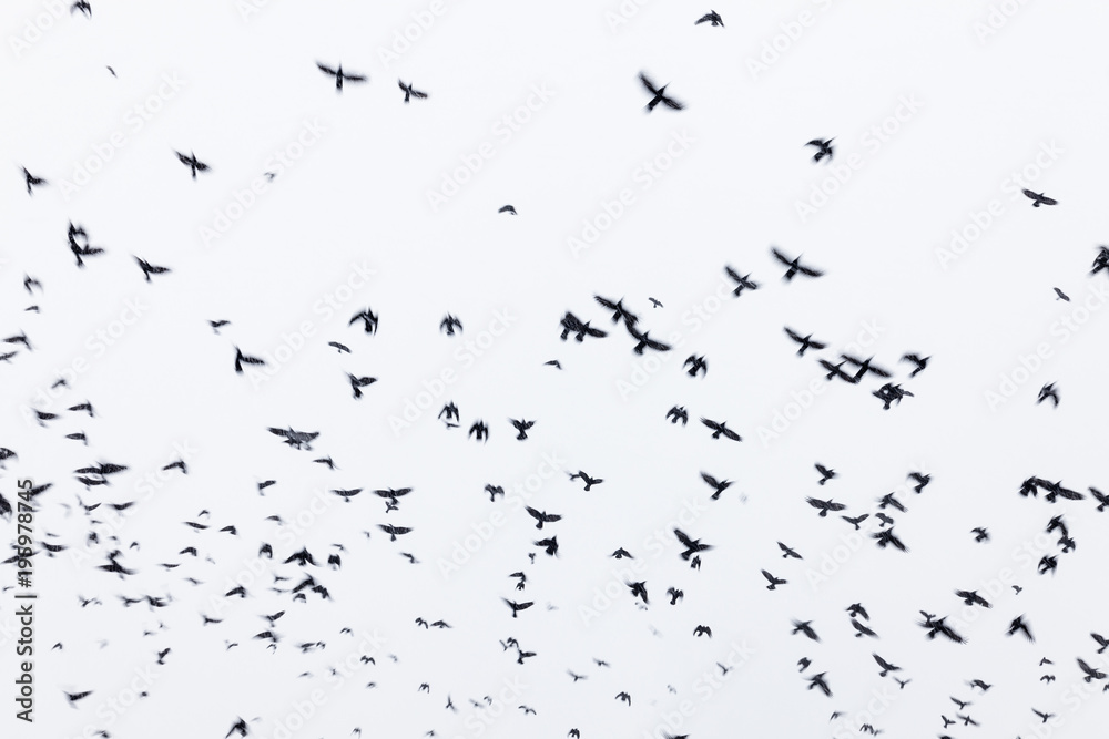 Fototapeta premium Black raven flock flying in the sky