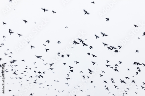 Black raven flock flying in the sky