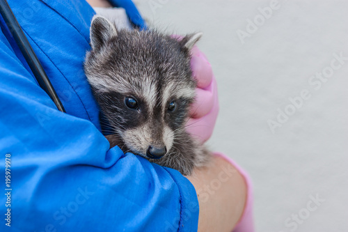 Veterinarian in blue uniform holds a cub of a raccoon