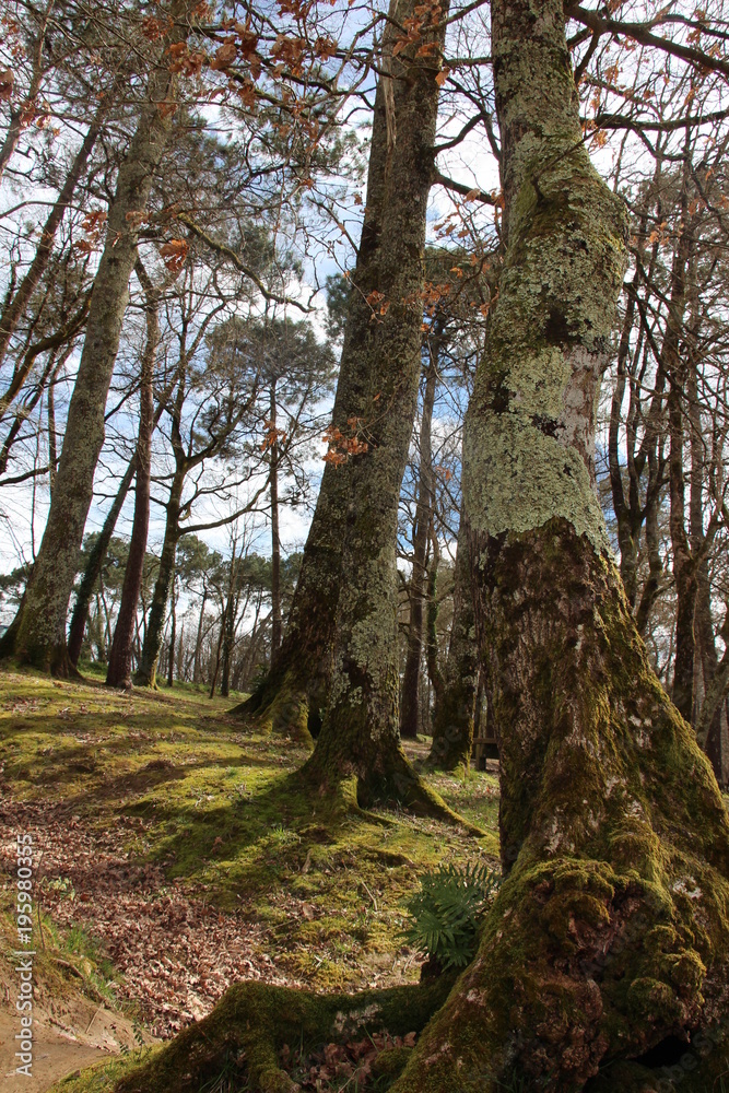 Dans la forêt 1