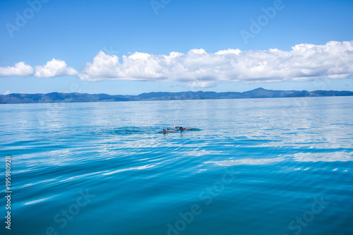 dolphins in Australia