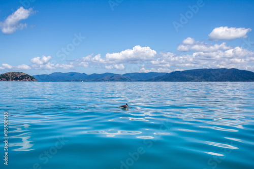 dolphins in Australia