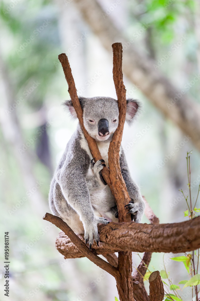 Naklejka premium koala bear