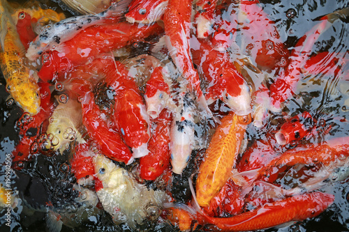Koi carps crowding together competing for food. 