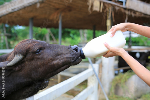 Feeding the murrah buffalo in farm.
 photo