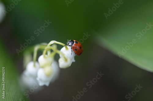 ladybug on the lily of the valley