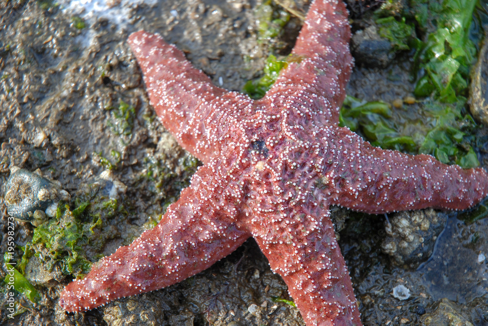 5 legged red starfish on barnacled beach 5 legged red starfish on barnacled beach