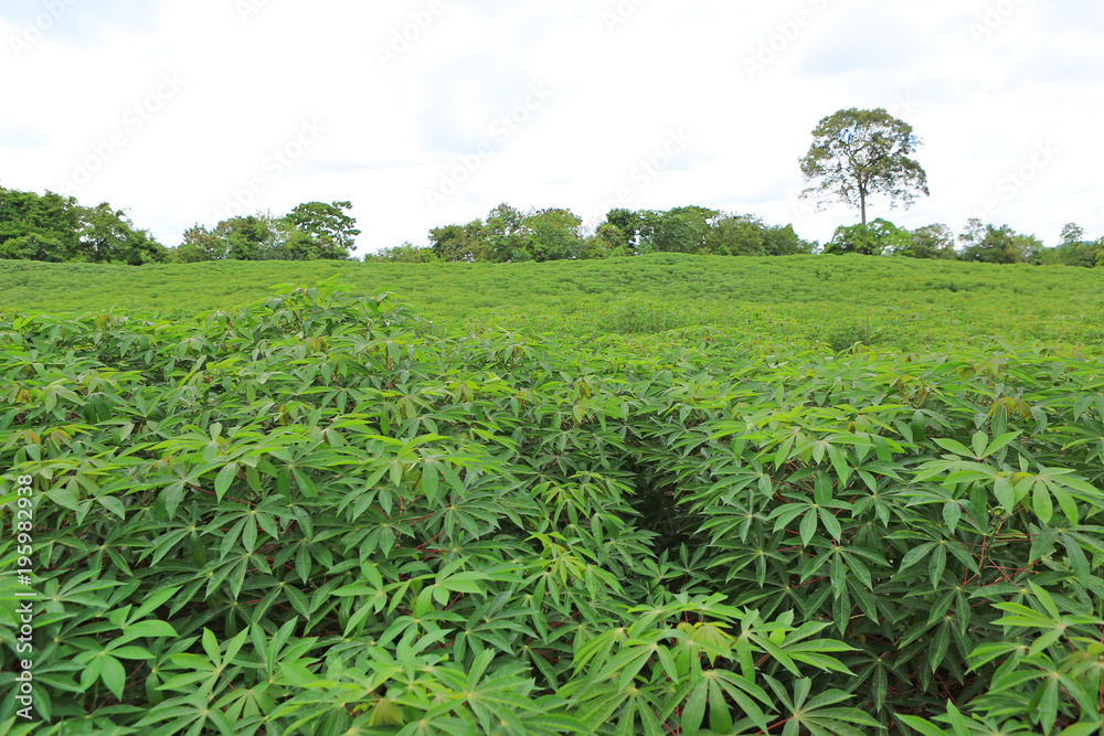 Cassava plantation field.
Cassava plantation field.