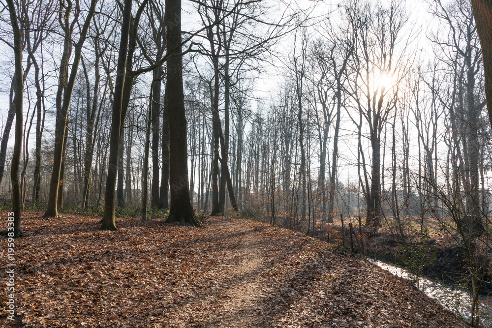 Obraz premium forest in winter with sun