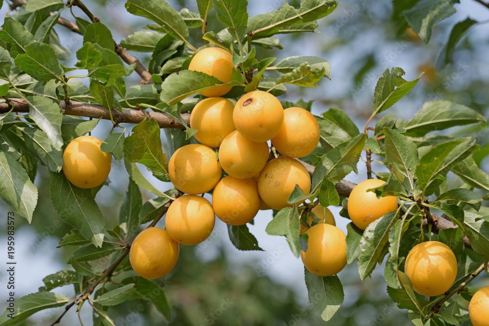 Mirabellen, Prunus cerasifera, Wildpflaumen