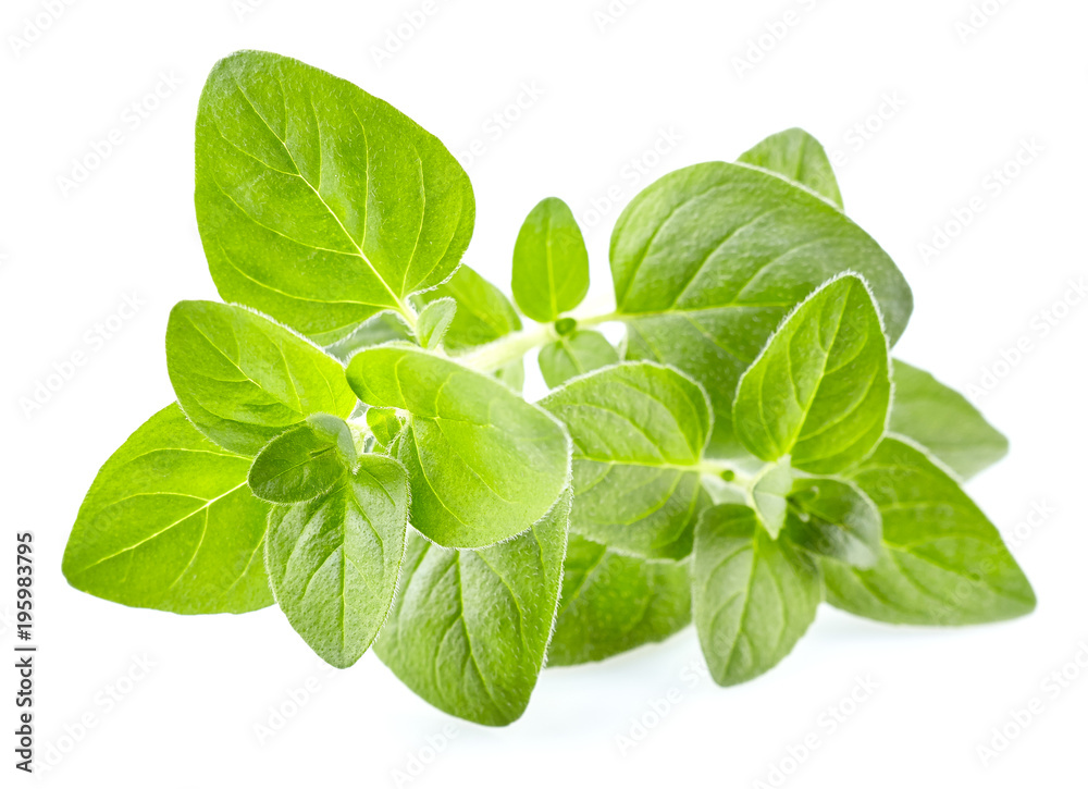 Oregano leaves Oregano leaves