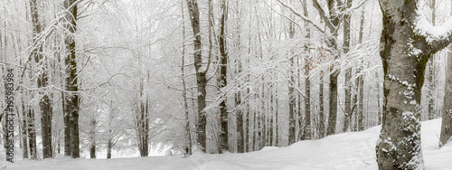 Snow-covered forest path, illuminated by day. Background