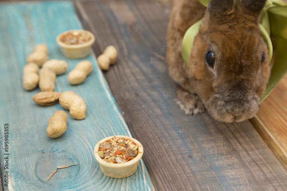 Fototapeta premium Cute brown rabbit with green bow on wooden boards background eating food