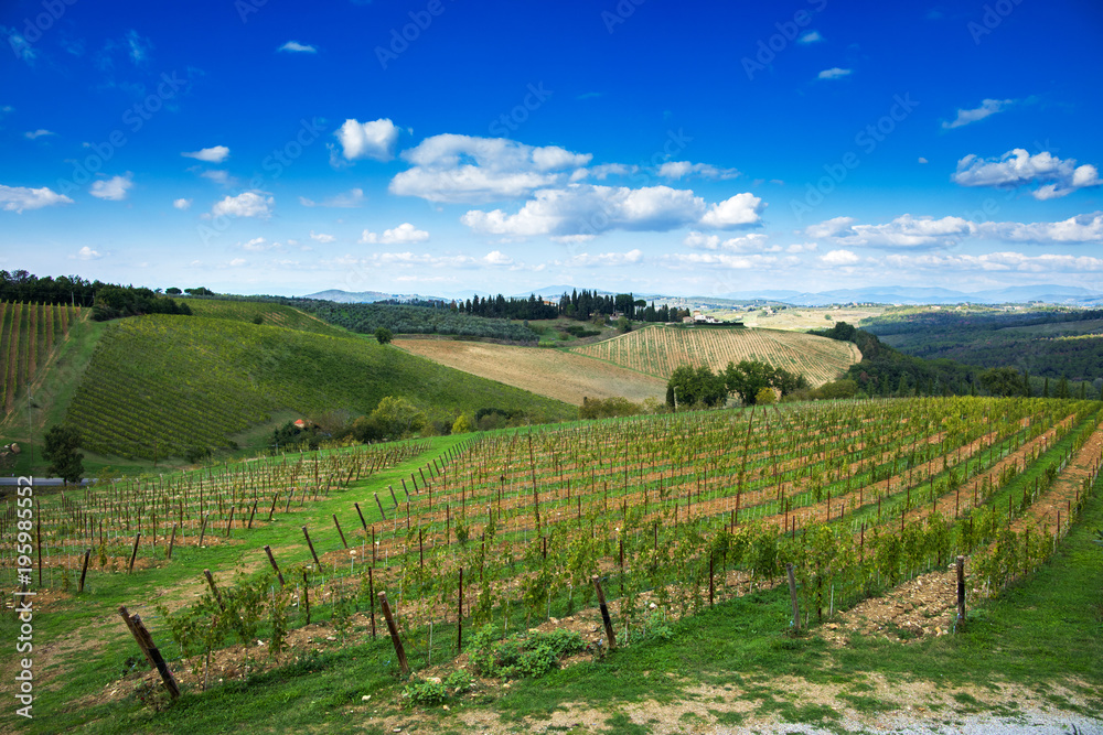 Montalcino, vineyard, cypress trees and old farm. Tuscany, Italy Europe