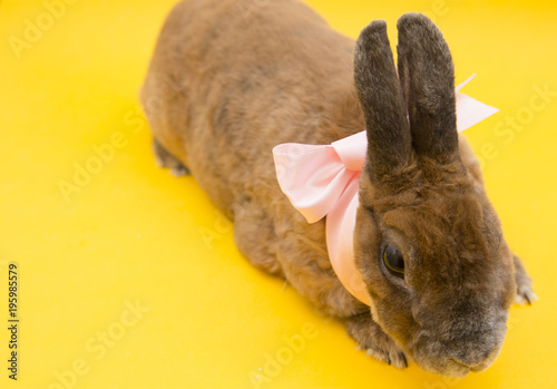 Cute brown rabbit with rose bow on yellow background