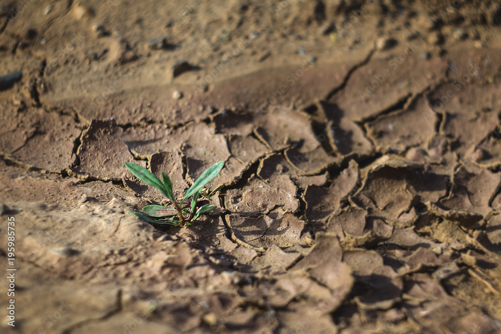 plant in the desert plant in the desert
