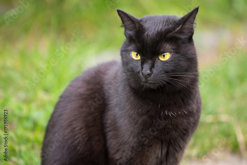 Funny serious bombay black cat portrait with yellow eyes in nature