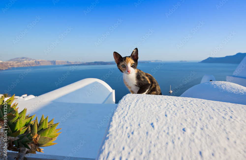 Fototapeta premium Zbliżenie kota na wyspie Santorini, Grecja