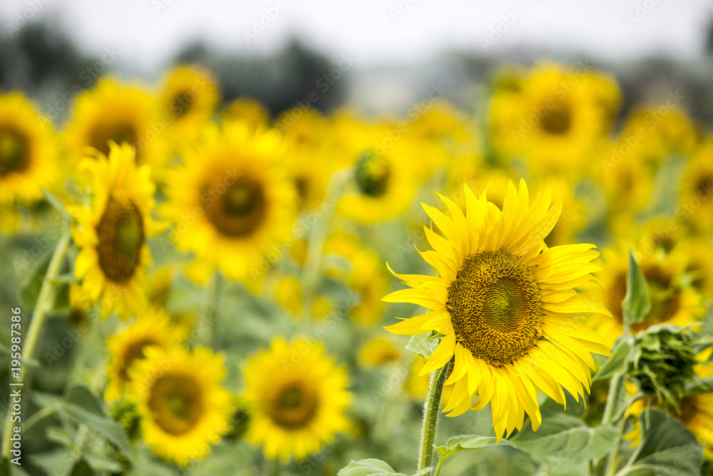 Field with sunflowers. Young sunflowers. agriculture and sunflower oil Field with sunflowers. Young sunflowers. agriculture and sunflower oil