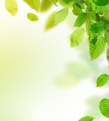 Green leaves border with copy space