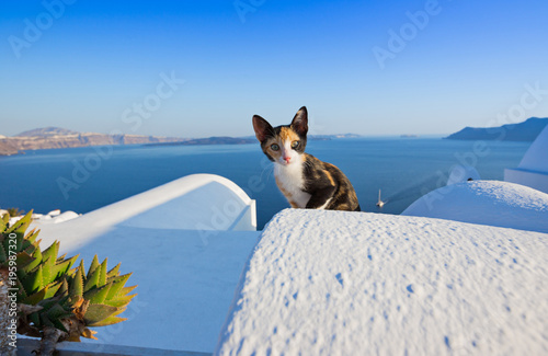 Fototapeta Naklejka Na Ścianę i Meble -  Close-up of cat on Santorini island, Greece