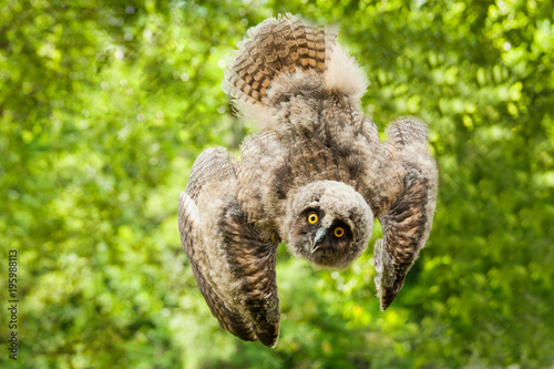 A brown owl is flying in the forest