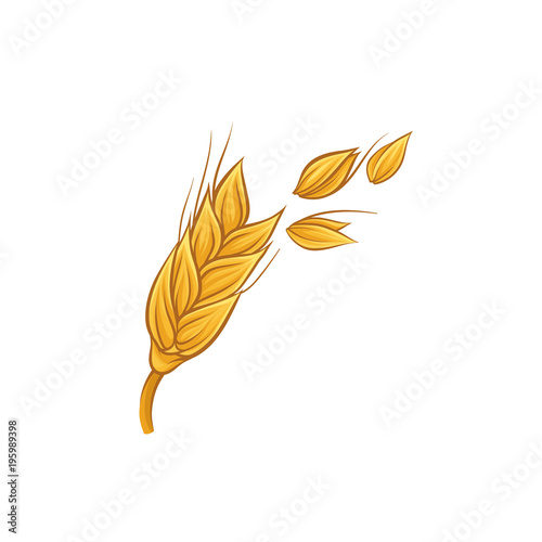 Spikelet of golden wheat with grains. Agricultural crop. Farming and harvesting theme. Colorful sketch. Hand drawn vector design for menu, postcard or print
