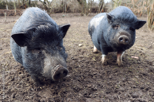 two mini pig in mud