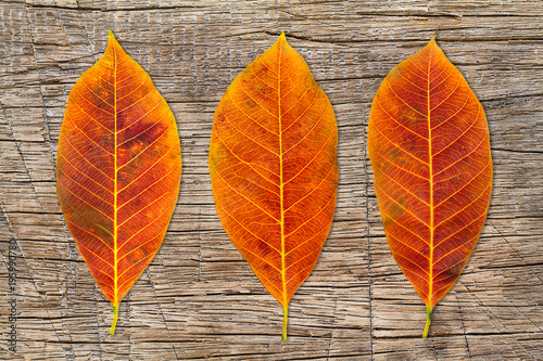 Colorful falling leaves  on dirty grunge wooden background