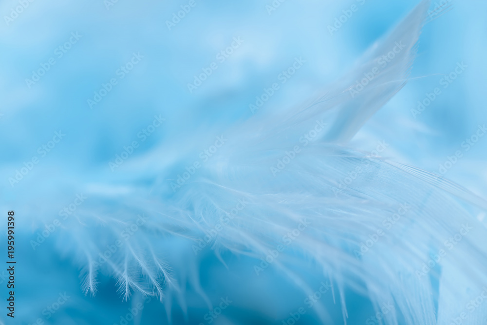 gentle air feathers of blue color, small depth of field gentle air feathers of blue color, small depth of field