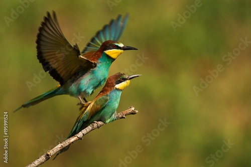 European bee eaters (Merops apiaster) mating on a beautiful background