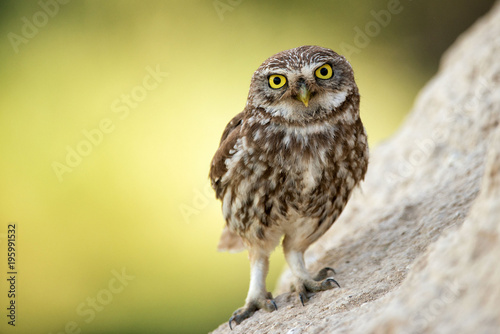 The little owl (Athene noctua) stands near his hole