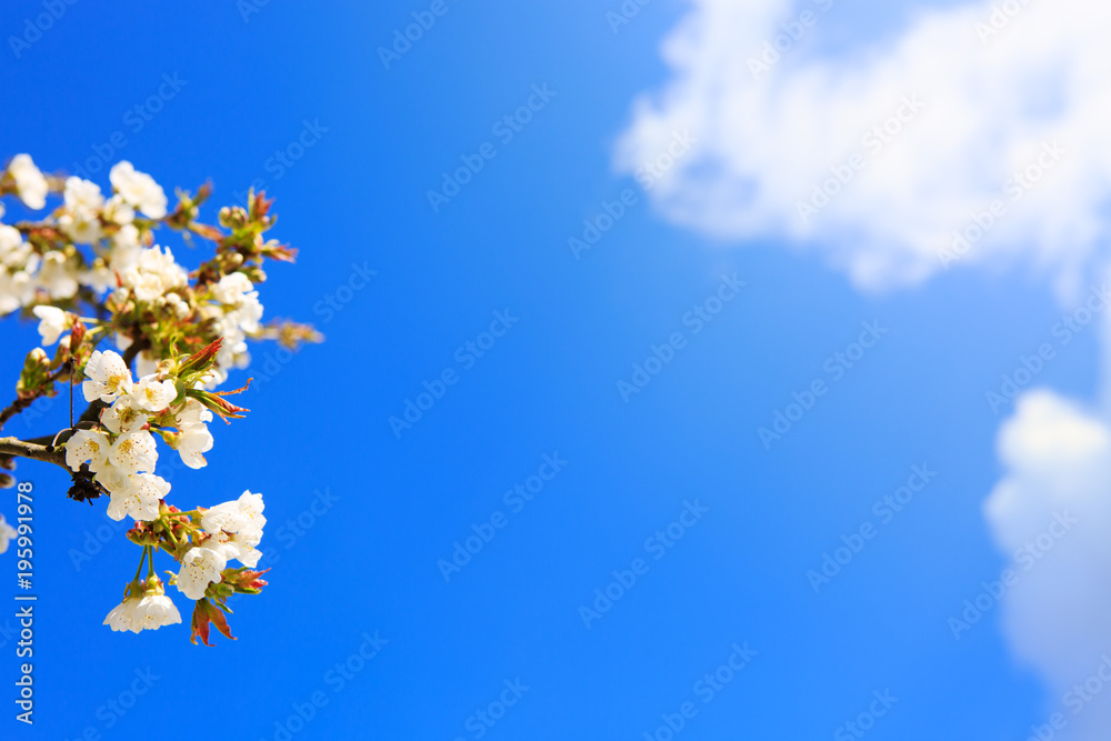 Blossom tree branches isolated on blue sky.